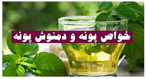 پونه نیز گیاه پرکاربردی