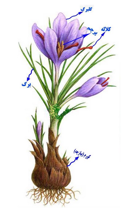 زعفران چه ترکیباتی دارد؟