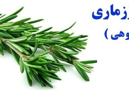 خاصیت شگفت انگیز رزماری (اکلیل کوهی)